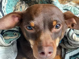 Dodger