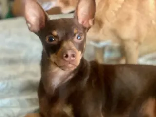 Dodger