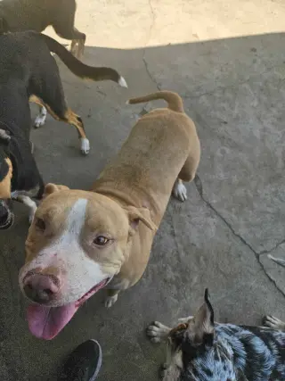 Duncan Doggie