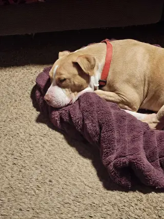 Duncan Doggie