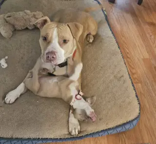 Duncan Doggie