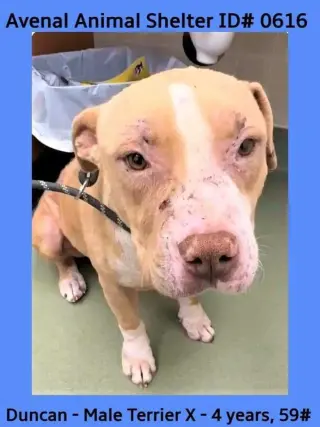 Duncan Doggie