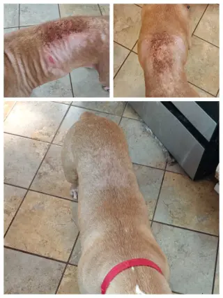 Duncan Doggie