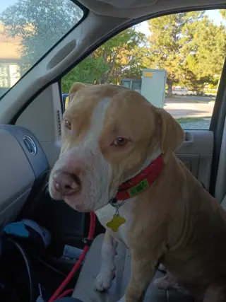 Duncan Doggie