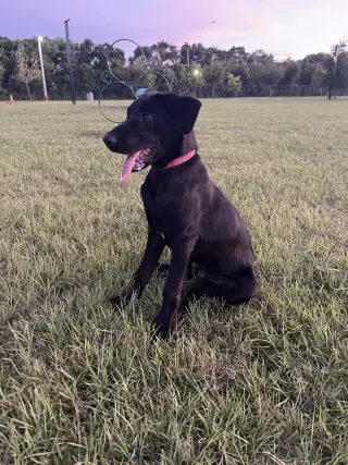 BUDDY