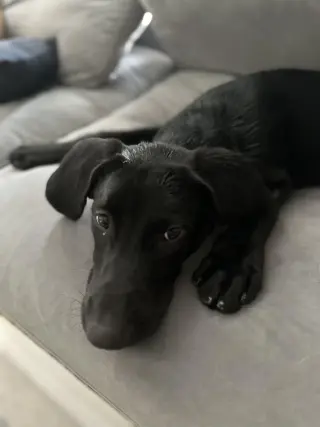 BUDDY