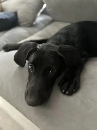 BUDDY
