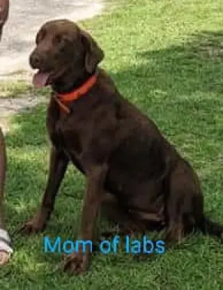 BUDDY