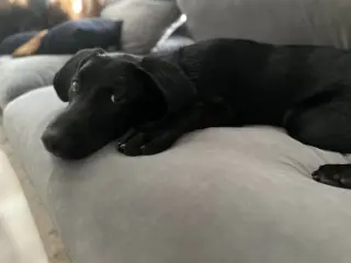 BUDDY