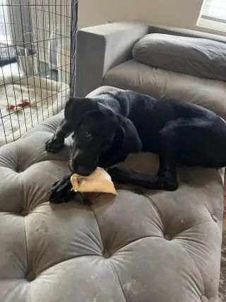 BUDDY