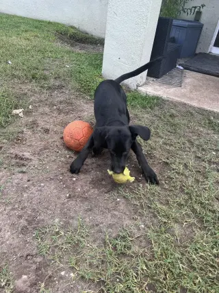 BUDDY