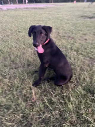 BUDDY