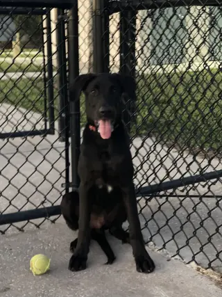 BUDDY