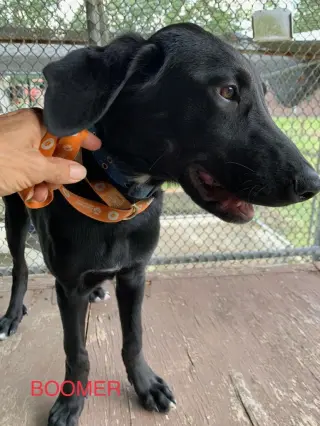BOOMER (Lab)