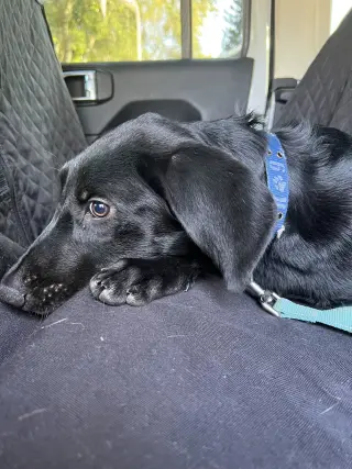 BOOMER (Lab)