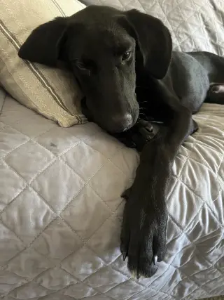 BOOMER (Lab)