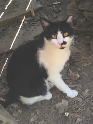 Expert Mouser