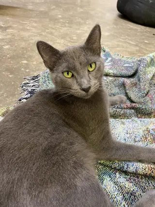 Vivian