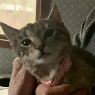 Zera
