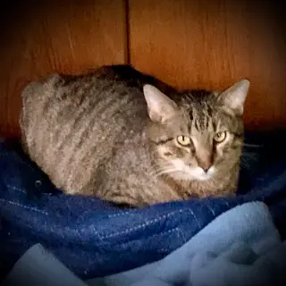 Zonk (Tan & Black Tabby)