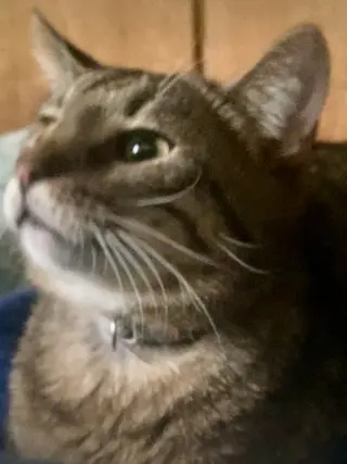 Zonk (Tan & Black Tabby)