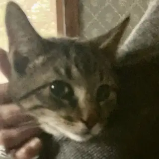 Zonk (Tan & Black Tabby)