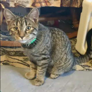 Zeeria