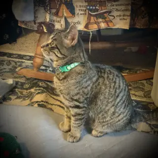 Zeeria