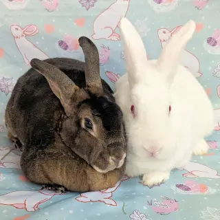 Xena (bonded to Gabe)
