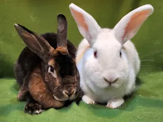 Xena (bonded to Gabe)