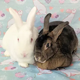 Gabe (bonded to Xena)
