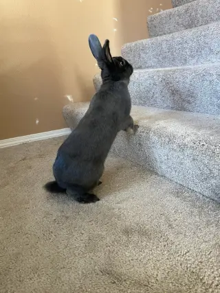 Gracie