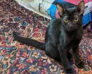 Gato (barn cat)