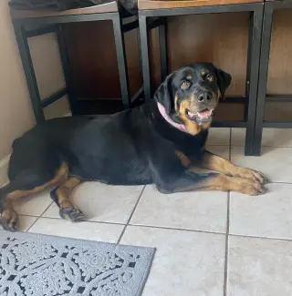 Mabel