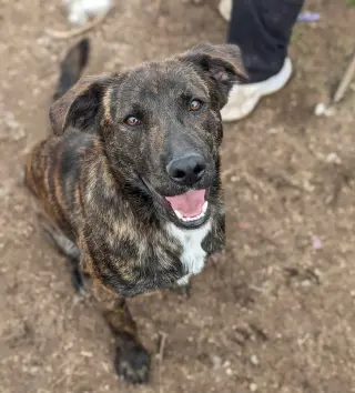 Astro