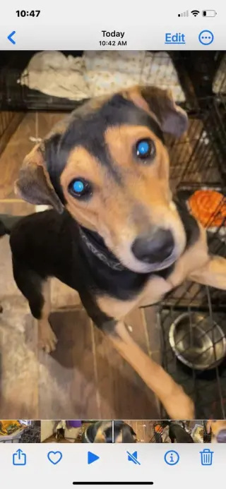 Anniebelle Lee