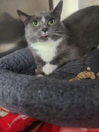 Bellatrix *FIV+*