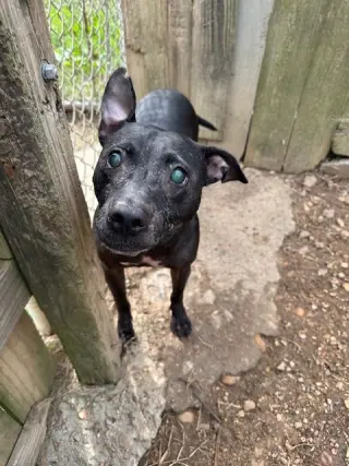 Hazel
