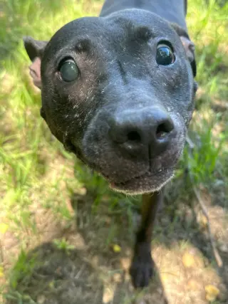 Hazel