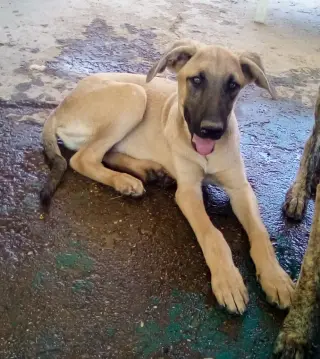 Corky- ** WONDERFUL PAL!