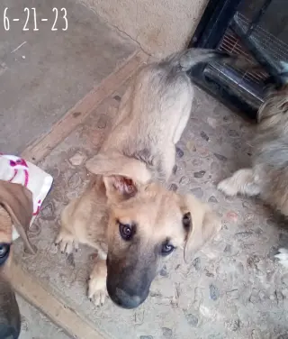 Corky- ** WONDERFUL PAL!