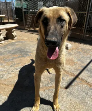 Corky- ** WONDERFUL PAL!