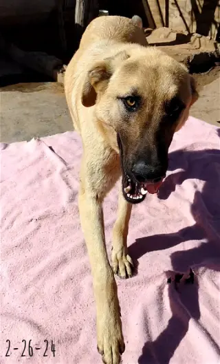Corky- ** WONDERFUL PAL!