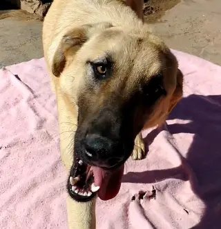Corky- ** WONDERFUL PAL!