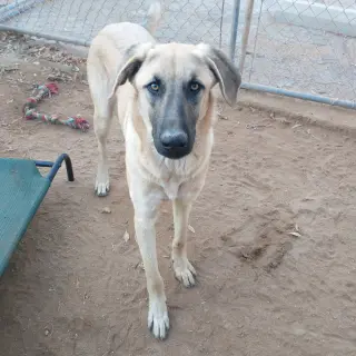 Corky- ** WONDERFUL PAL!