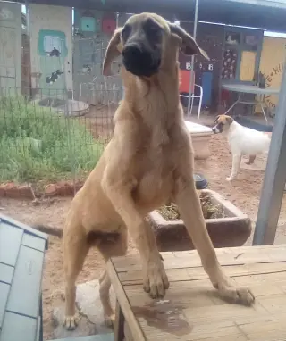 Corky- ** WONDERFUL PAL!