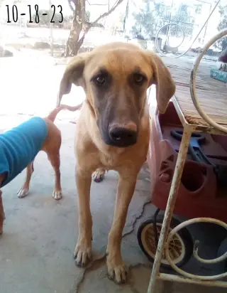 Corky- ** WONDERFUL PAL!