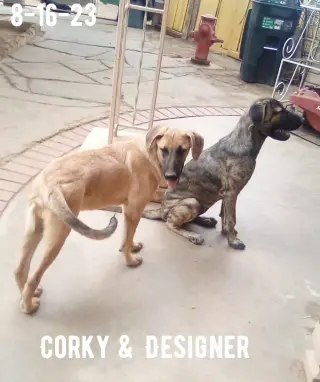 Corky- ** WONDERFUL PAL!