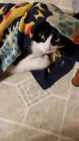 Moo