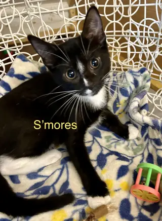 Smores